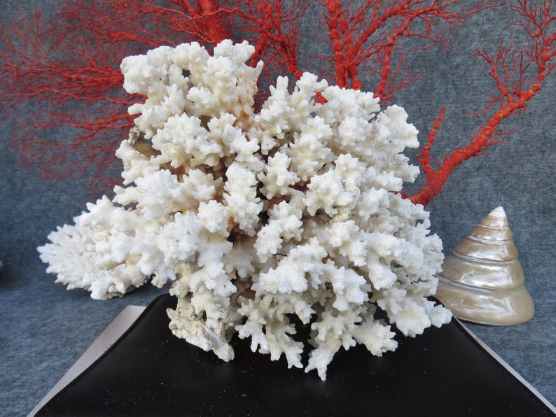 May include: A cluster of white coral with a textured surface, displayed on a black surface. A red coral branch is in the background, along with a pearlescent seashell.