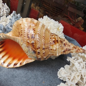 14.75 ''- 15.75'' (38-40cm) Super Large Triton Trumpet Shell, Ammonite Decoration Big Seashell, Queen Snail Conch Shell, Home Decoration