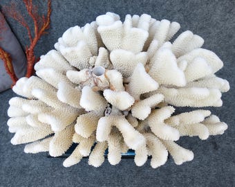 Big Natural White Coral 18.9" Aquarium Decor, Home Accent Piece, Real Coral For Precious Houses