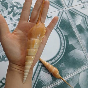 May include: Two elongated, spiral seashells with a light tan and cream color. One shell is held in a hand, while the other lies on a patterned tile surface. The shells have a long, pointed tip.
