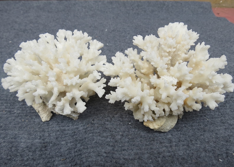May include: Two white coral pieces, each with a branching, delicate structure, resembling a cluster of flowers. The coral is bleached white and has a rough, textured surface.