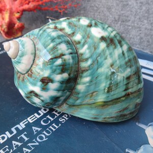May include: A large, polished seashell with a swirling pattern of teal, brown, and white. The shell is a rounded shape with a prominent spiral. A piece of red coral is visible in the background.