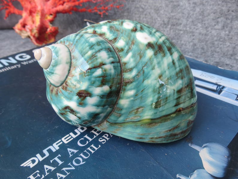 May include: A large, polished seashell with a swirling pattern of teal, brown, and white. The shell is a rounded shape with a prominent spiral. A piece of red coral is visible in the background.