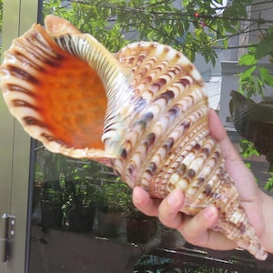 Natural Trumpet Triton Ammonite Decoration Big Seashell DecocSea shell,Snail Shell Ocean Decor Beach Gift Beach Decor