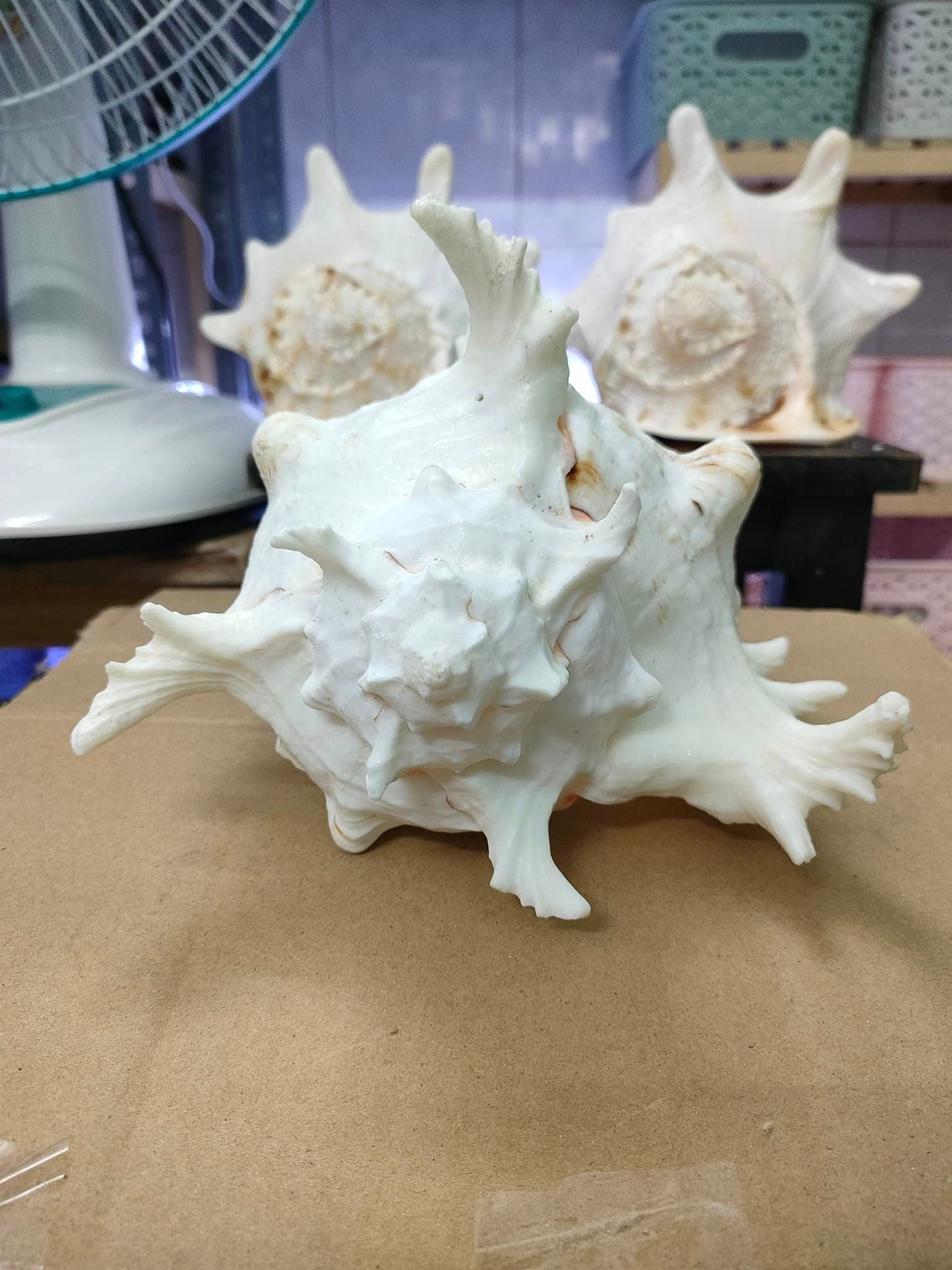 Snail Shell, Large White Spiked Snail Shell, Large Snail Shell, Sea ...