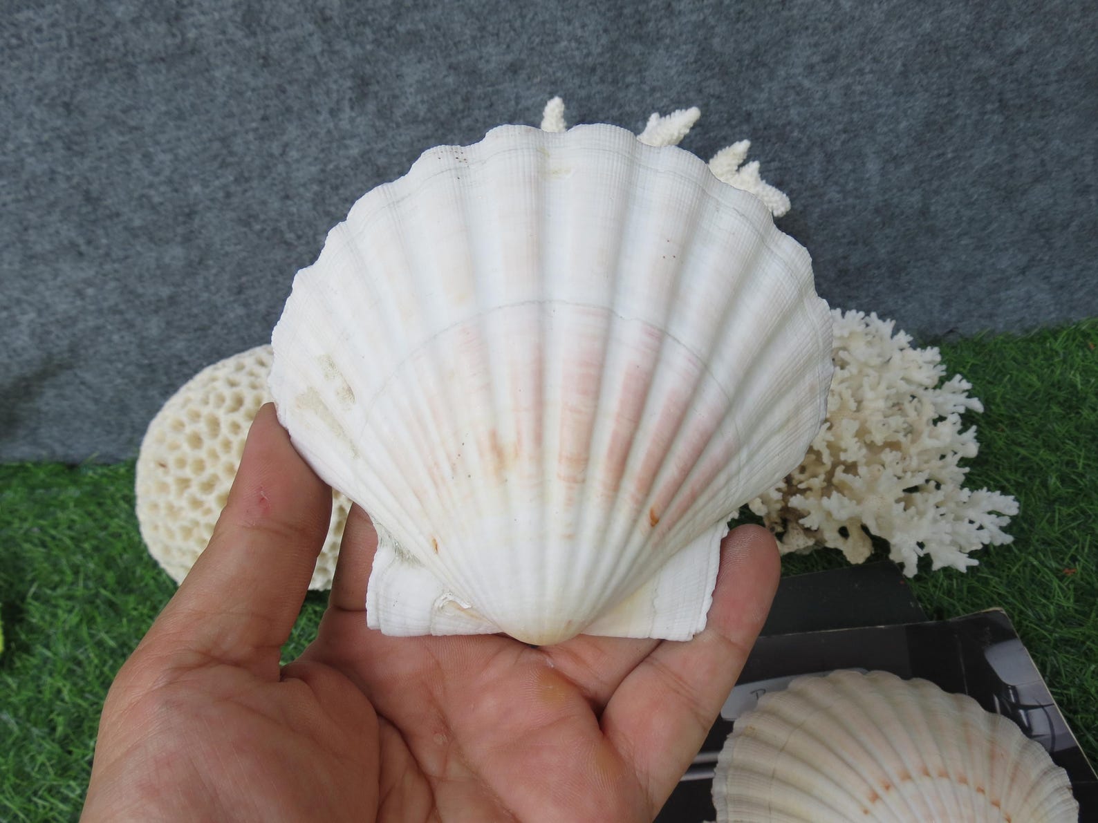 5pcs Large Clam Shells 10-12cm, Scallop Shells, Fan Seashells ...