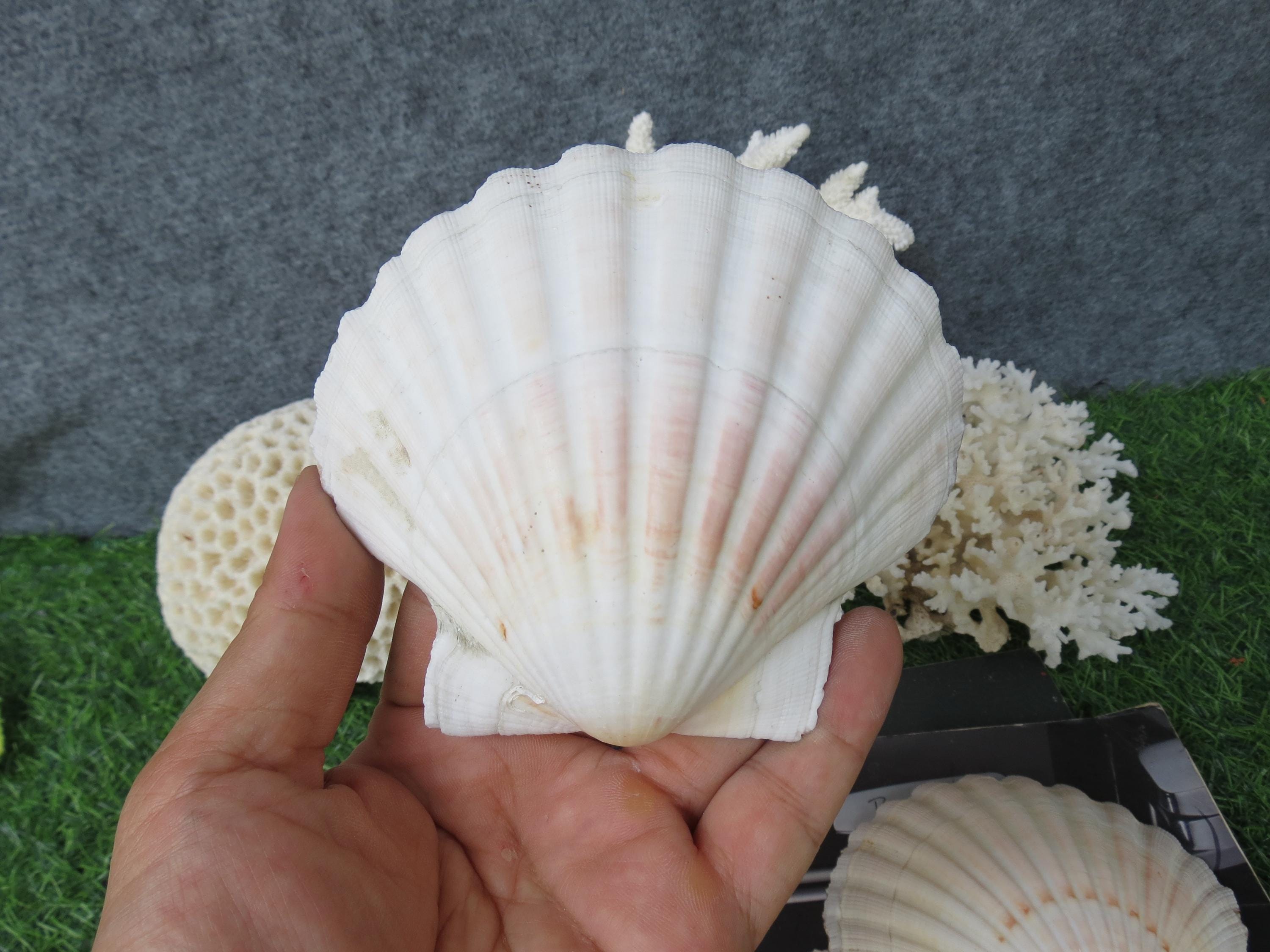 Fan Sea Shells 5pcs Large Clam Shells 10-12cm, Scallop Shells, Fan Seashells ...