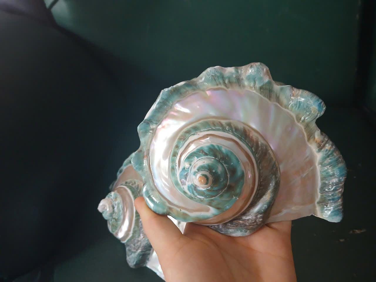 Large Conch Shell, Turbo Natural Sea Shell Giant Green, Mother of Pearl ...