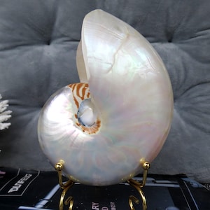 大きな有名なネジ 天然巻き貝 オウムガイの殻 ヒトデ 工芸品の