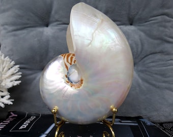 Chambered Nautilus Shell, Polished SeaShell, Home Decor, Party Decor, Beach Theme, Vintage Style