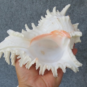 Cassis Cornuta Sea Shell,  Spiny Turbo Snail, Conch Shell, Natural Sea Shell, Lovely Sea Shell For Home Decoration, Party, Gift, Aquarium