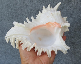 Cassis Cornuta Sea Shell,  Spiny Turbo Snail, Conch Shell, Natural Sea Shell, Lovely Sea Shell For Home Decoration, Party, Gift, Aquarium
