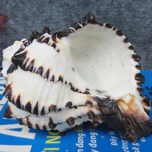 Puede incluir: Una concha marina grande y blanca con detalles en marrón oscuro y negro. La concha tiene una superficie texturizada y un borde espinoso y estriado. El interior es liso y blanco. La concha está sobre una superficie azul con texto.