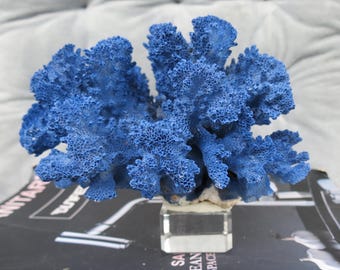 本物の青い珊瑚の装飾、クリスタルベース付き珊瑚、美しい天然珊瑚