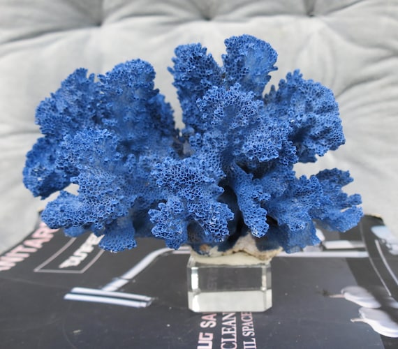 本物の青い珊瑚の装飾、クリスタルベース付き珊瑚、美しい天然珊瑚