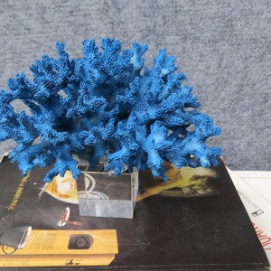 Real blue coral decor,coral with crystal base,  beautiful natural coral, decorative aquarium coral, natural marine coral, blue coral