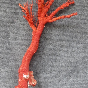 Red coral Branch 16,5x7,5x5  Inches | Natural Coral | Real Coral | Coral Decor | Aquarium Coral | Aquarium decor | Sea Coral | Home Decor