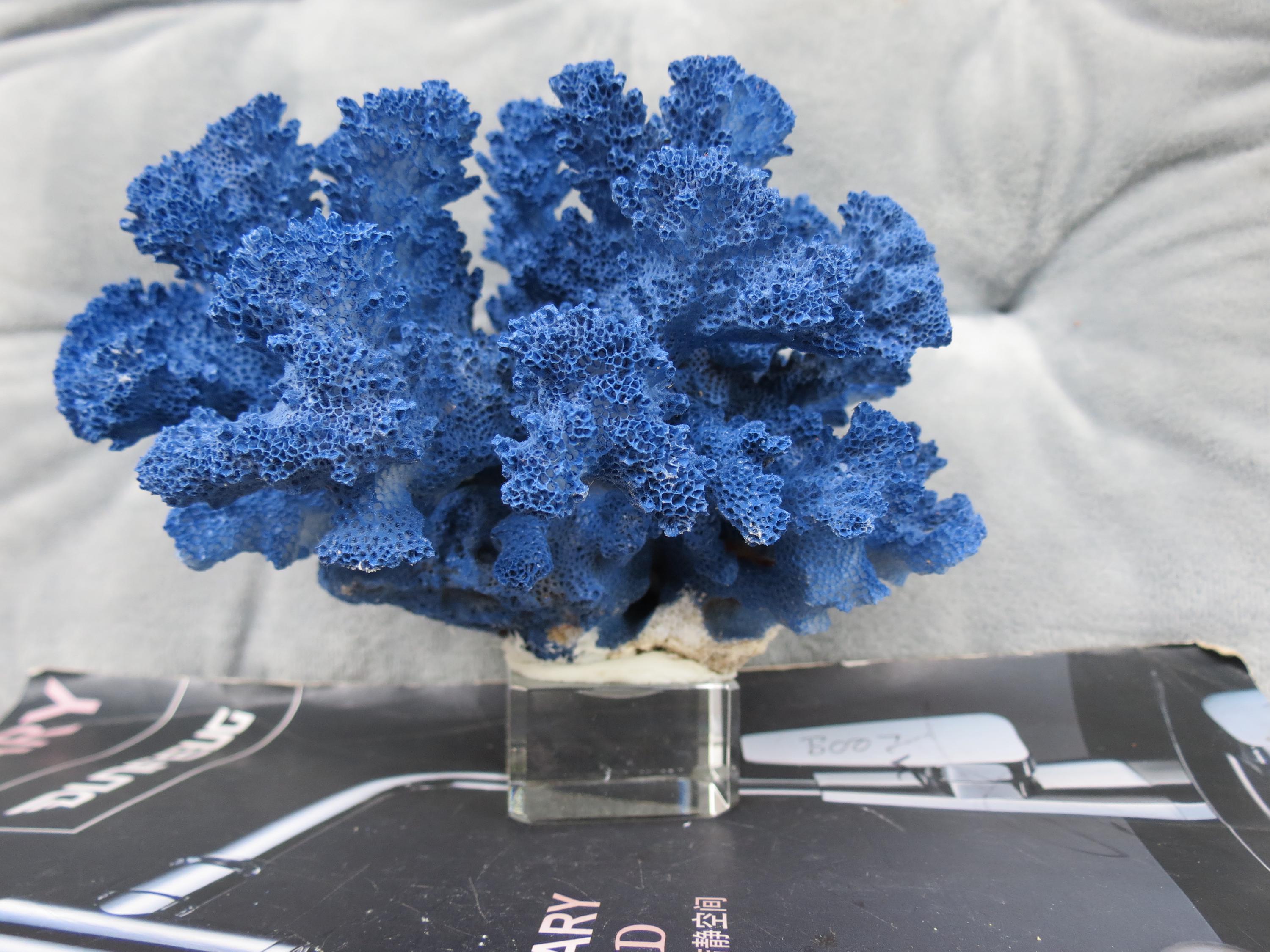 本物の青い珊瑚の装飾、クリスタルベース付き珊瑚、美しい天然珊瑚