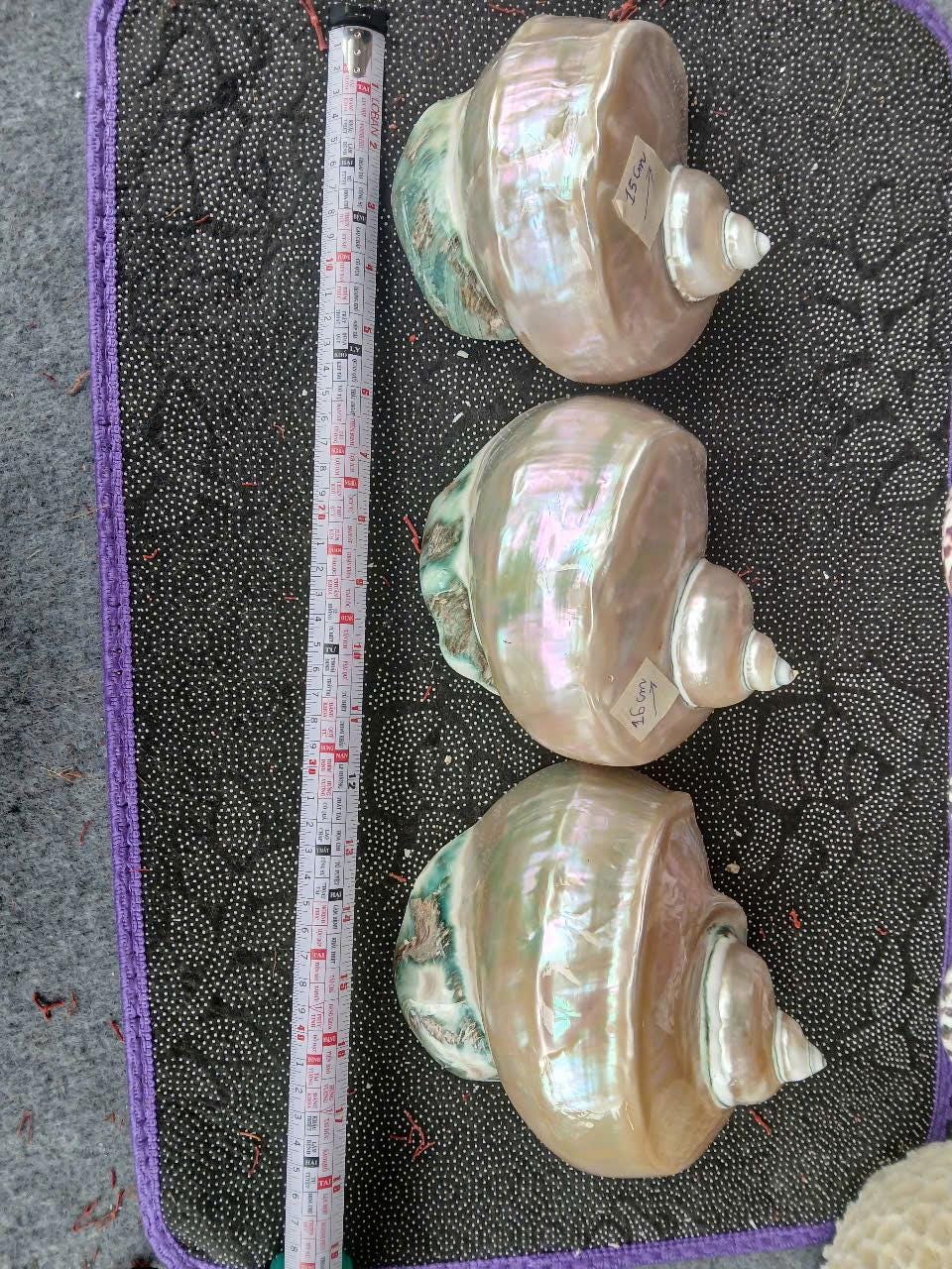 Large Giant Green Marmoratus Turban Shell, Large Conch Shell, Turbo ...