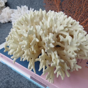 Real Coral Shape Very Special, Ocean Coral Is Very Beautiful, Natural Yellow Coral Color, Decorative Corals For Aquariums, Precious Houses