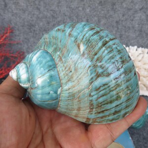 May include: A large, polished sea shell with a turquoise and brown striped pattern. The shell is held in a hand, showcasing its size and texture. The shell's spiral shape is prominent, and the surface has a glossy finish.