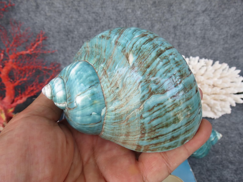 May include: A large, polished sea shell with a turquoise and brown striped pattern. The shell is held in a hand, showcasing its size and texture. The shell's spiral shape is prominent, and the surface has a glossy finish.