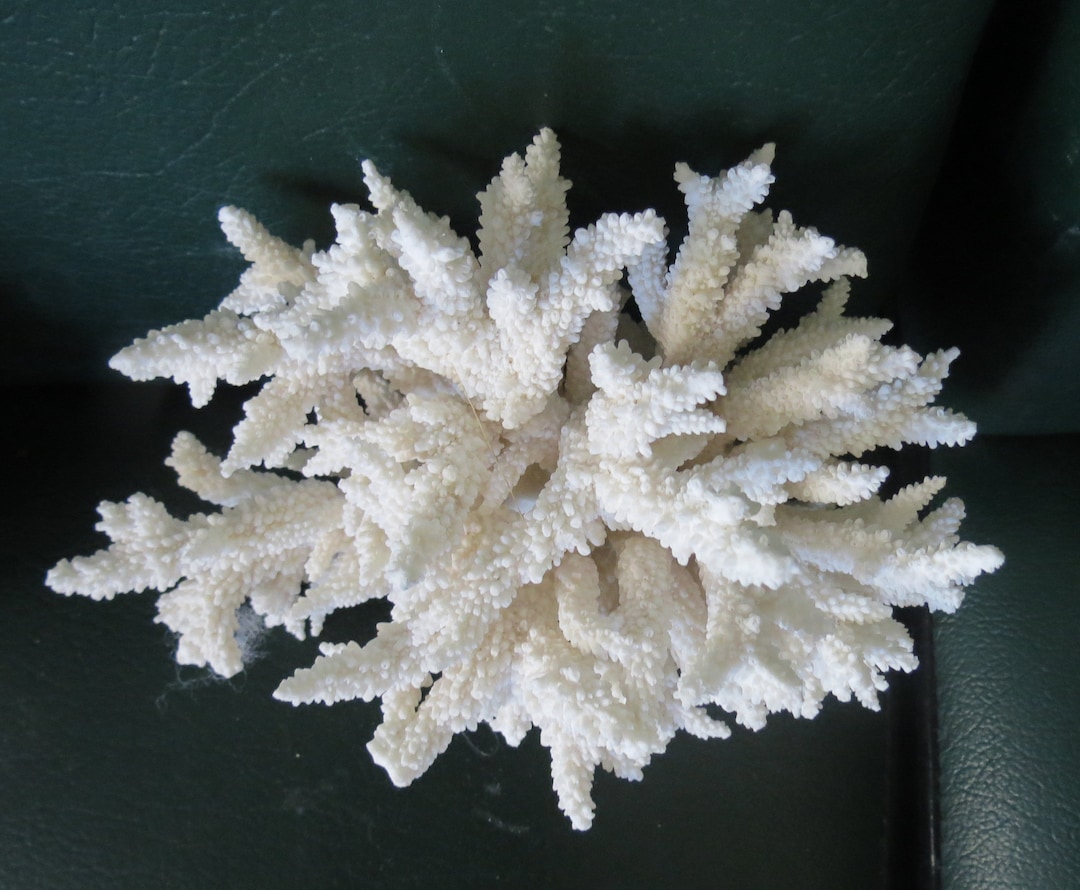 White Coral, Natural Coral, Real Coral, Aquarium Decoration, Tank Decor