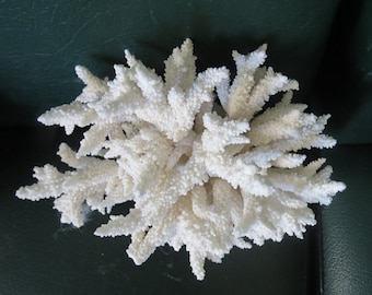 white coral, natural coral, real coral, aquarium decoration, tank decor , ocean decoration, beautiful coral, sea coral, corals,reef coral