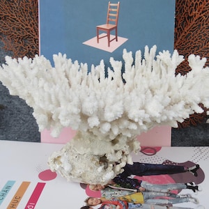 Real Coral Is Very Beautiful, Natural White Coral, Real Coral Shape Very Special, Decorative Corals For Aquariums, Precious Houses