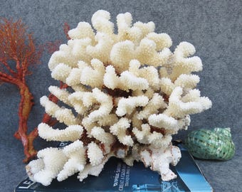 Large Natural White Coral 13.4", Aquarium Decor, Home Accent Piece, Real Coral For Precious Houses