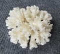 Real coral, beautiful natural coral, marine coral, aquarium, decorative aquarium coral, natural marine coral, white coral product logo