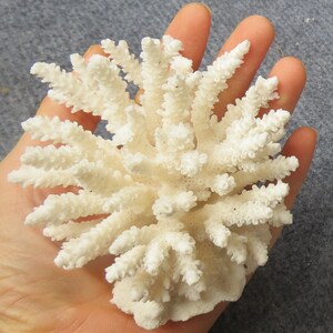 May include: A white coral branch with a delicate, branching structure. The coral is bleached white and has a rough, textured surface.