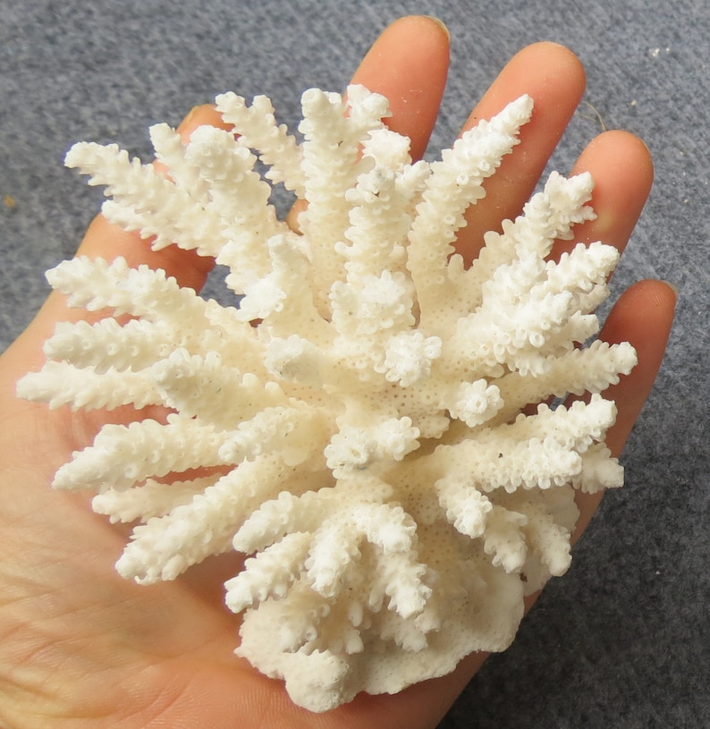 May include: A white coral branch with a delicate, branching structure. The coral is bleached white and has a rough, textured surface.