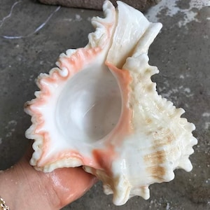 snail shell, large white spiked snail shell, large snail shell, sea shell, marine decoration, aquarium decoration, aquarium fish tank
