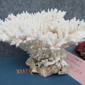 White Coral Is Very Beautiful, Natural Coral Very Special, Real Coral, Decorative Corals For Aquariums, Precious Houses