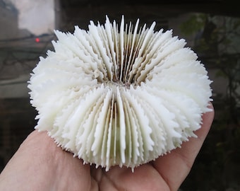Real White Coral Is Very Beautiful, Natural Coral Flower Shape, Very Special, Decorative Corals For Aquariums, Precious Houses, Ocean Coral