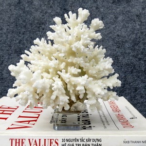 Coral tree with crystal base, real coral, beautiful natural coral, marine coral, decorative aquarium coral, natural marine coral,white coral