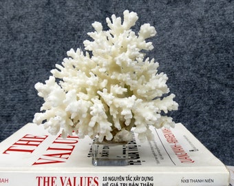 Coral tree with crystal base, real coral, beautiful natural coral, marine coral, decorative aquarium coral, natural marine coral,white coral