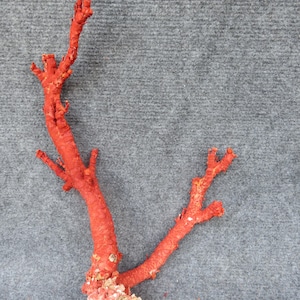 Red coral Branch 15x10,5x4  Inches | Natural Coral | Real Coral | Coral Decor | Aquarium Coral | Aquarium decor | Sea Coral | Home Decor