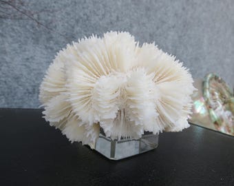 White Brain Coral on Glass Base , Unique Home Decoration, Real Coral For Precious Houses