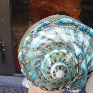 May include: A large, iridescent seashell with a swirling pattern of blue, green, and brown. The shell has a smooth, glossy finish and a delicate, intricate design.