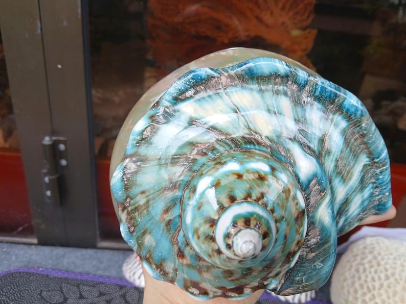 May include: A large, iridescent seashell with a swirling pattern of blue, green, and brown. The shell has a smooth, glossy finish and a delicate, intricate design.