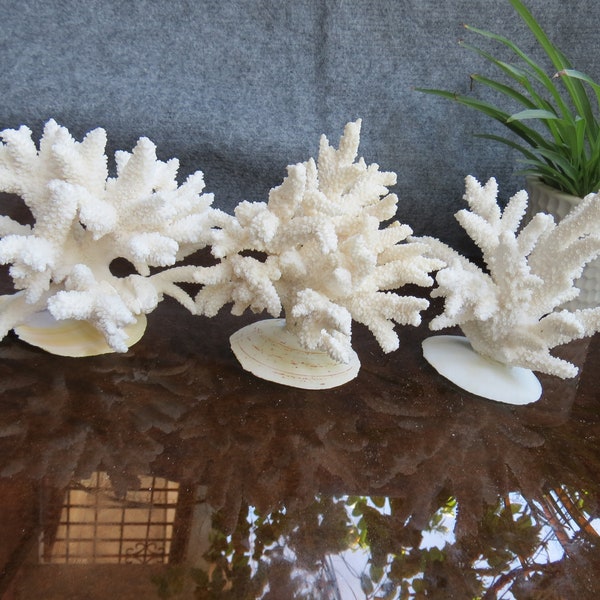 Real Coral, White Natural Coral, Decorative Coral, Beautiful Natural Coral Decoration, Aquarium Coral, Ocean Collection, Unique Gift