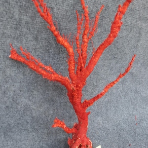 Große rote Koralle Natürliche Koralle Echte Koralle Korallen