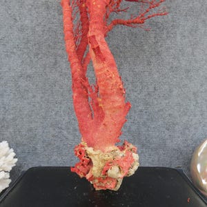 Naturlig röd korall 46 cm akvariedekor, heminredningsdekor, äkta korall för dyrbara hus bild 8