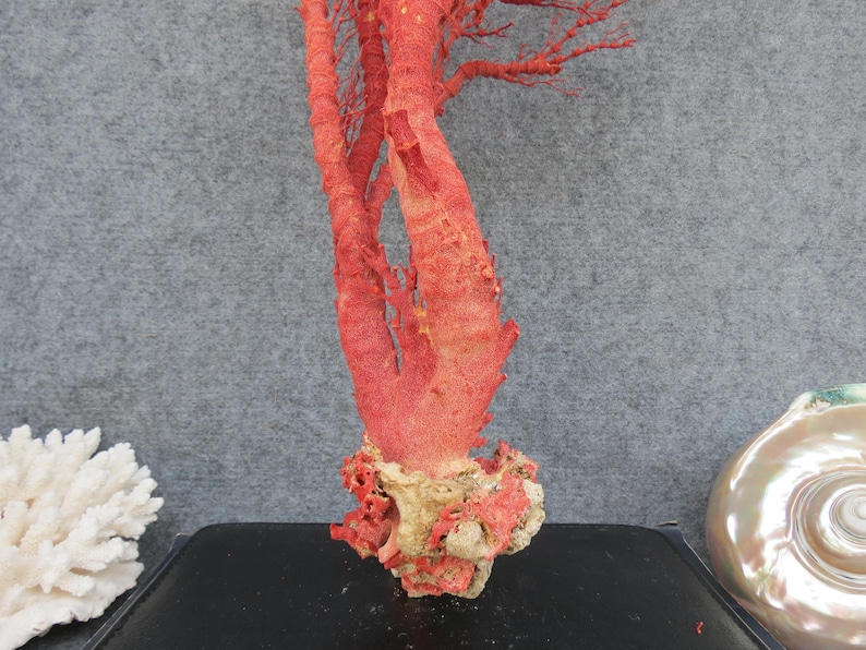 Naturlig röd korall 46 cm akvariedekor, heminredningsdekor, äkta korall för dyrbara hus bild 8