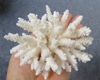 Real sea coral, beautiful natural coral, marine coral, aquarium, decorative aquarium coral, natural marine coral, white coral