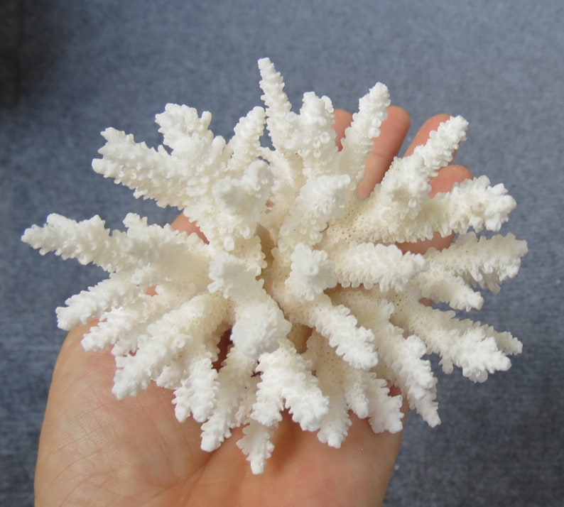 Real Sea Coral, Beautiful Natural Coral, Marine Coral, Aquarium