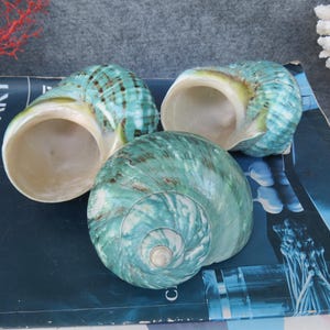 May include: Three large, iridescent sea shells with a spiral pattern in shades of teal and green. The shells are open, revealing a creamy interior. The shells are arranged on a blue surface.