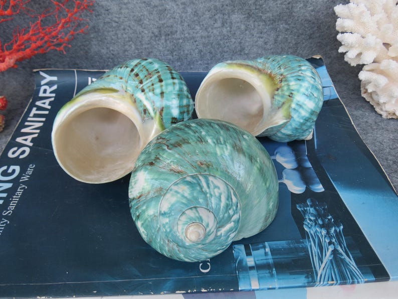 May include: Three large, iridescent sea shells with a spiral pattern in shades of teal and green. The shells are open, revealing a creamy interior. The shells are arranged on a blue surface.